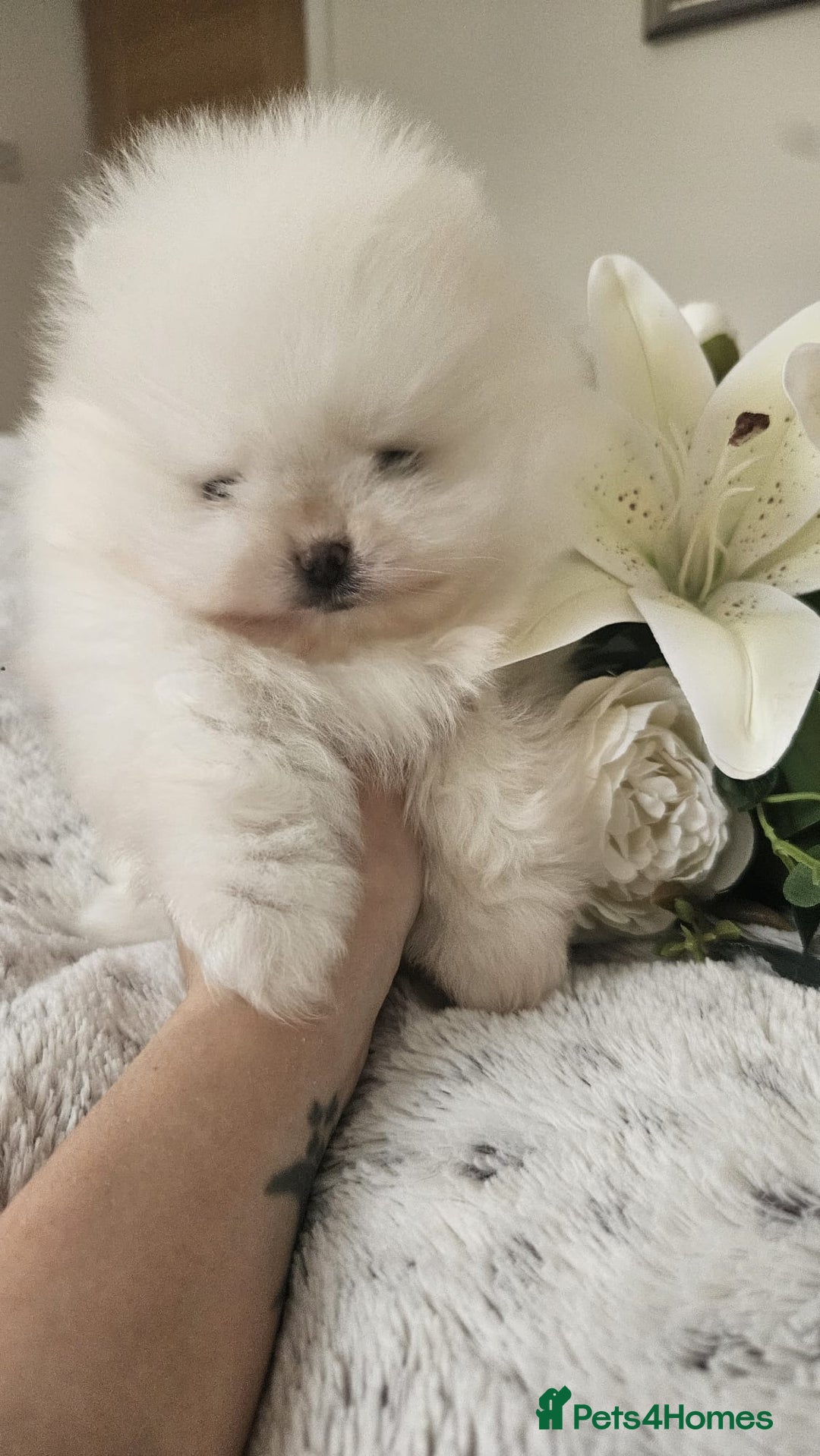 Pomeranian dogs for sale: Little beautiful pomeranians Tamworth  - Advert 7