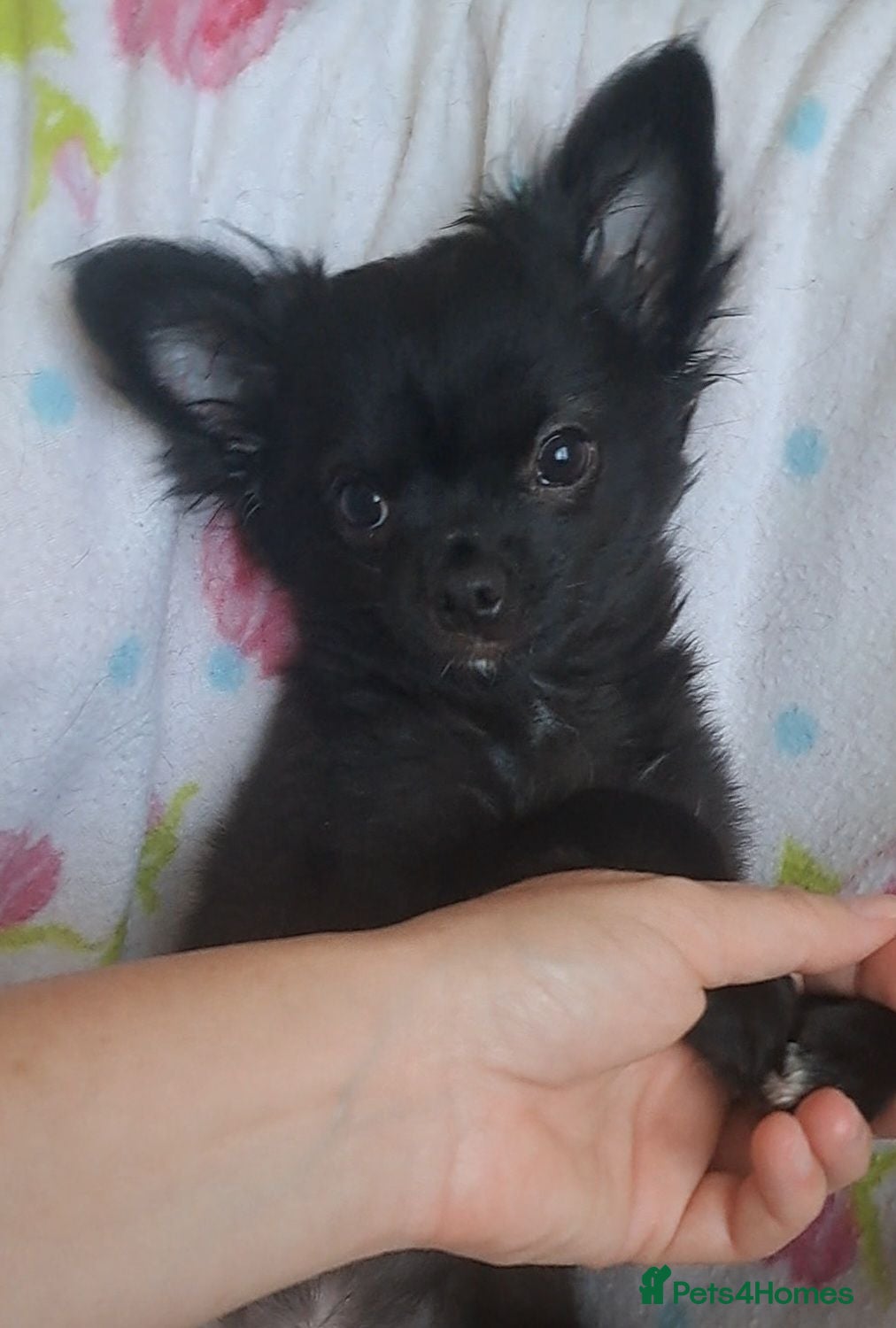 Chihuahua dogs Meet "Ernesto" last long coat chihuahua puppy - Advert 24