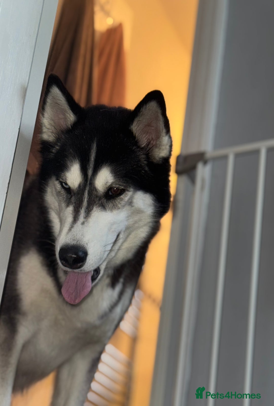 Siberian Husky dogs for sale: Beautiful Chunky Siberian Husky Puppies  - Image 11