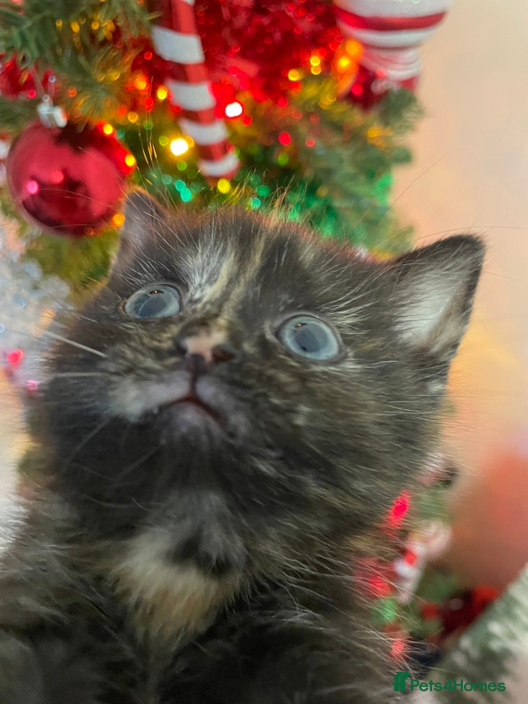 Mixed Breed cats for sale: Female kitten 8 weeks - Advert 2