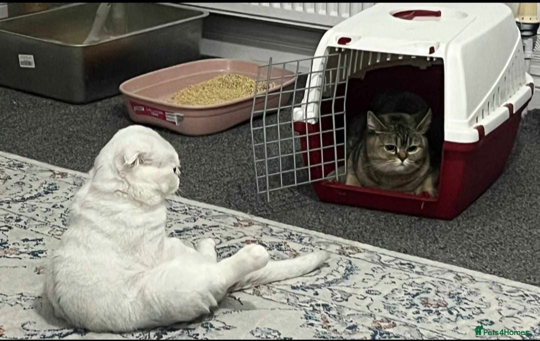 Scottish Fold cats Scottish fold/straight  - Advert 10