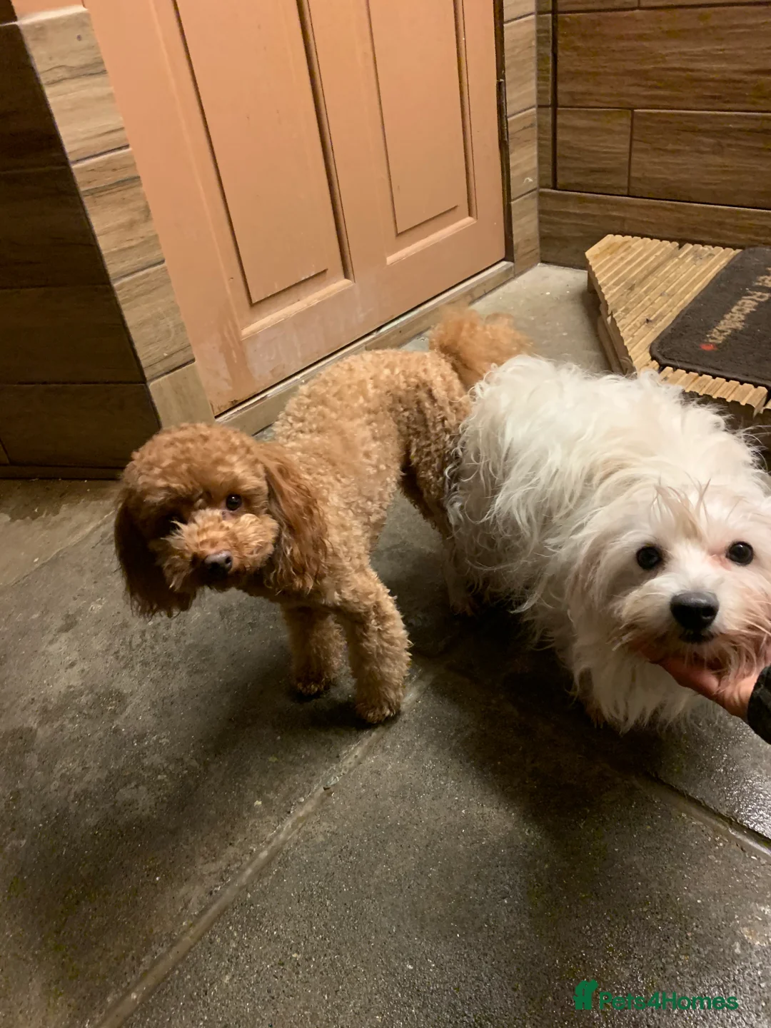 Toy Poodle dogs for stud: Stunning Red Toy Poodle, KC reg, Genetic tested - Advert 2