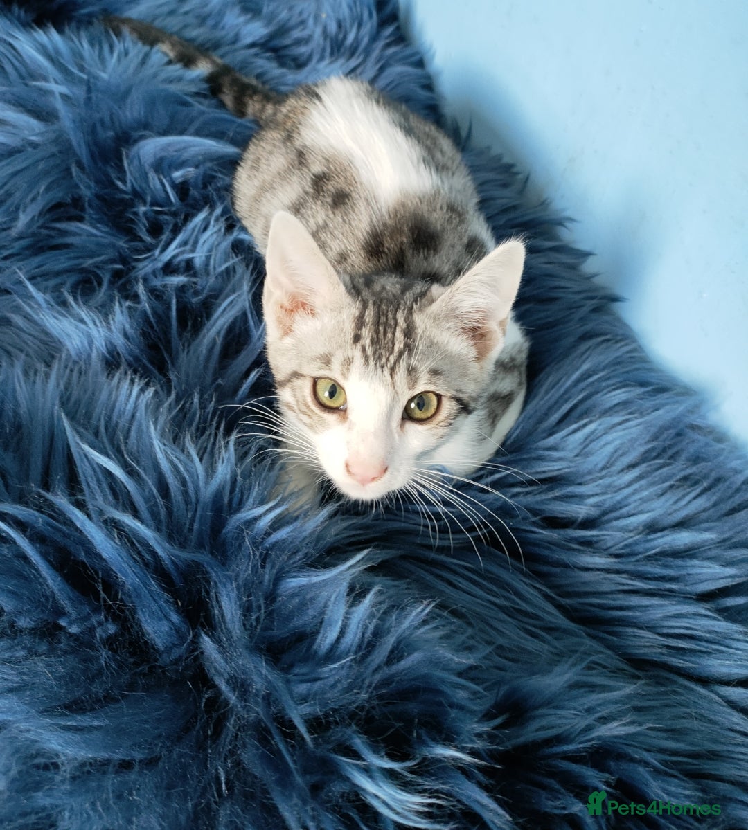 Mixed Breed cats 🏆Best Choice for Loving Interactive Families  - Advert 3