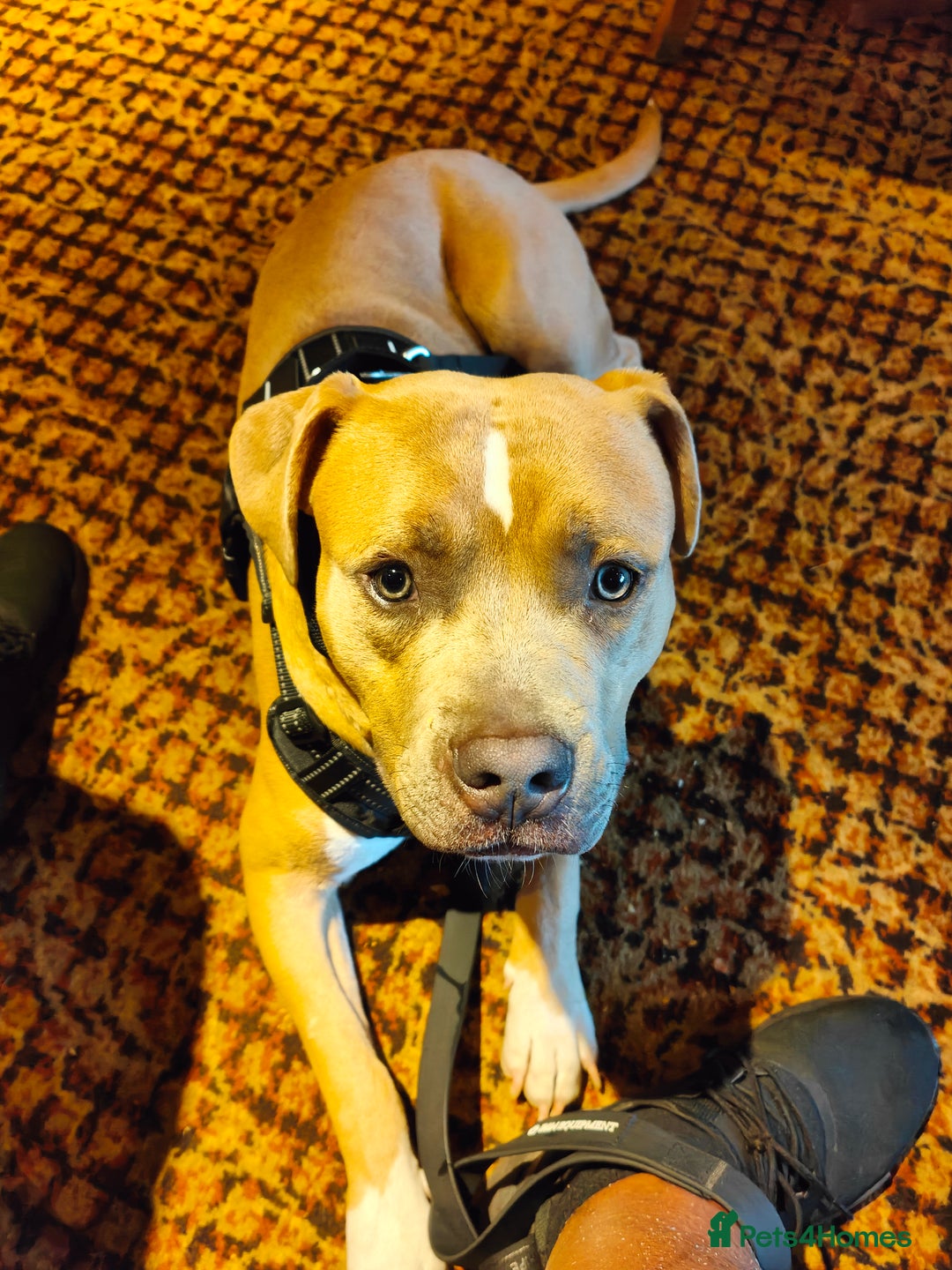 Mixed Breed dogs for sale: My boy needs a loving home - Image 3