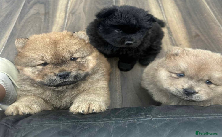Chow Chow dogs - Advert 1