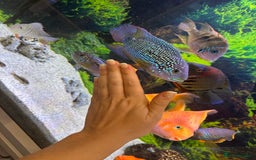 Cichlids fish for sale: Tropical fish  - Image 14