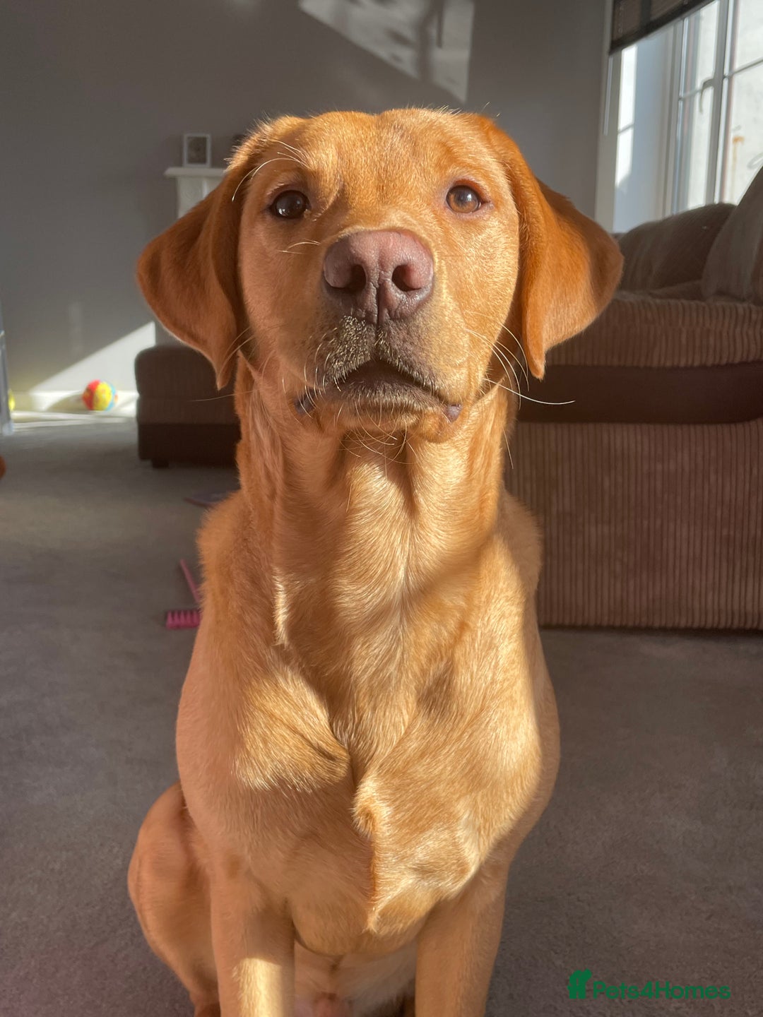 Labrador Retriever dogs for stud: Fox red lab for stud - proven - Advert 15