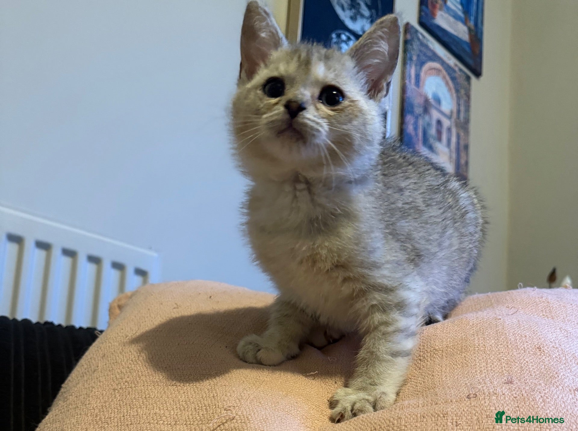 British Shorthair cats Chunky Silver and ginger BSH kittens  - Advert 1