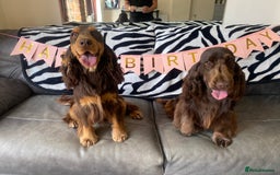 Cocker Spaniel dogs for stud: TRUE TO TYPE- Solid Chocolate Show Cocker Stud in Holywell - Image 4