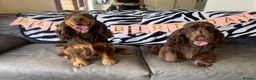 Cocker Spaniel dogs for stud: TRUE TO TYPE- Solid Chocolate Show Cocker Stud in Holywell - Advert 4