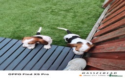 Basset Hound dogs for sale: Bassett Hound Puppies for Sale - Image 16