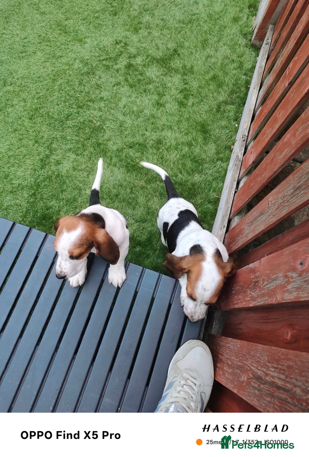 Basset Hound dogs for sale: Bassett Hound Puppies for Sale - Image 16