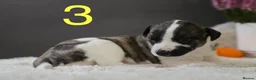 Whippet dogs for sale: Unique whippet brindle puppies in Derby - Advert 11