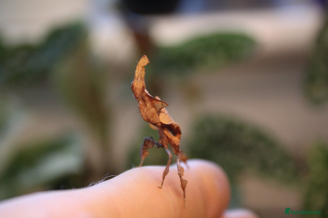 Praying Mantis invertebrates for sale: Praying Mantis - Ghosts and Spiny Flowers! - Image 5