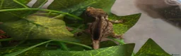 Chameleon reptiles for sale: 2 gargoyle gecko babys - Advert 4