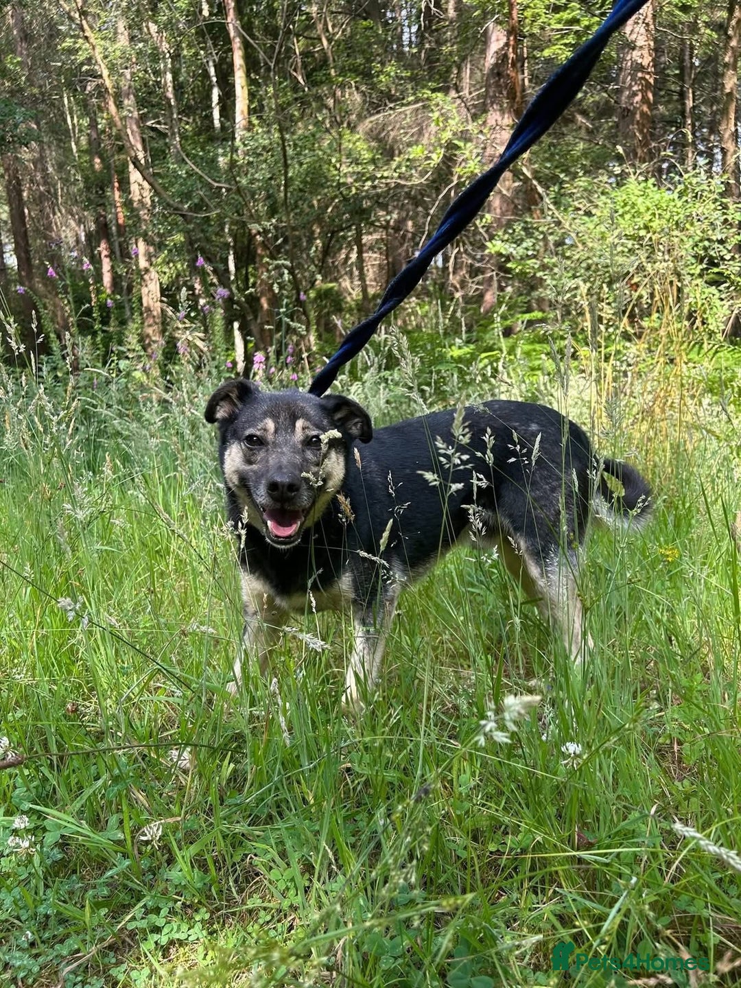 Mixed Breed dogs for adoption: Joey - Norwich Norfolk  - Image 12