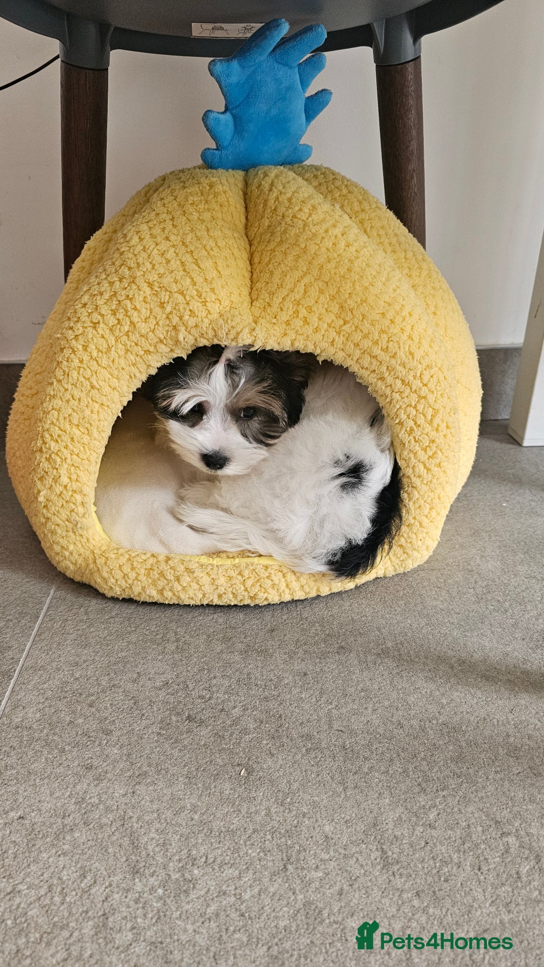 Biewer Terrier dogs for sale: Last girl Pure Biewer yorkshire terrier  - Image 8