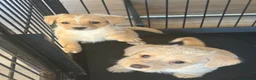 Jackapoo dogs for sale: Beautiful litter of f1 jackapoo puppies  - Advert 6