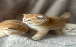 Scottish Fold cats for sale: Beautiful Gold Chinchilla babies  - Advert 28