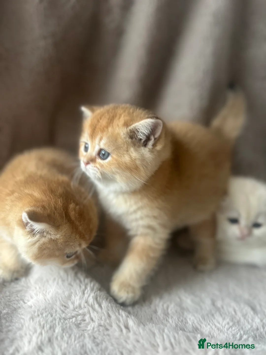 Scottish Fold cats for sale: Beautiful Gold Chinchilla babies  - Advert 29