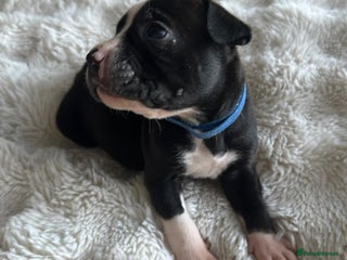 Mixed Breed dogs Olde tyme English Bulldogge/Staffy bull Collie mix - Advert 1