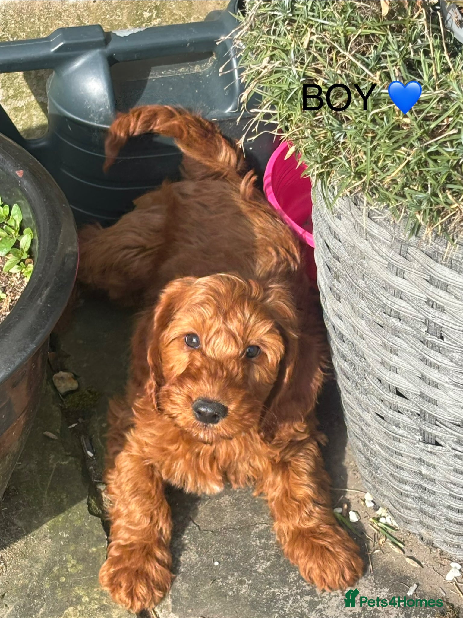 Cockapoo dogs F1 Cockapoo Puppies Ready Now! - Advert 1