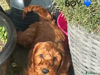 Cockapoo dogs F1 Cockapoo Puppies Ready Now! - Advert 1