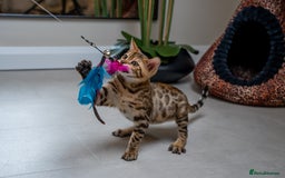 Bengal cats for sale: Stunning Bengal Girl- Top TICA pedigree- Ready NOW - Advert 9