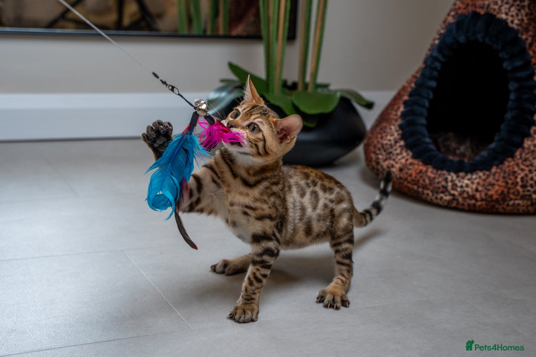 Bengal cats for sale: Stunning Bengal Girl- Top TICA pedigree- Ready NOW - Advert 9