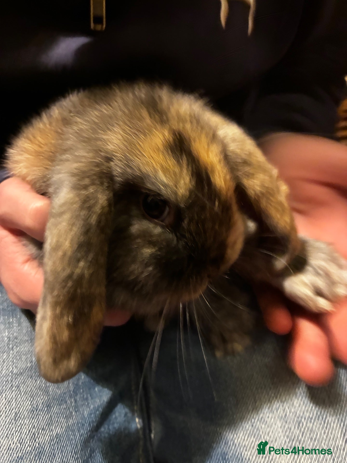 Mini Lop rabbits Mini lop bunnies for sale - Advert 2