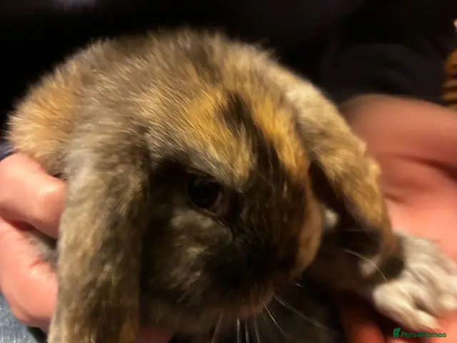 Mini Lop rabbits for sale: Mini lop bunnies for sale - Advert 2