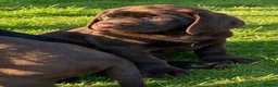Mixed Breed dogs for sale: STUNNING GWP X LABRADOR PUPPIES - Advert 9