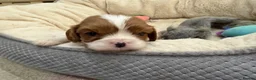 Cavalier King Charles Spaniel dogs for sale: 🌟 KC Cavalier King Charles Spaniel Puppies in Llandeilo - Advert 8