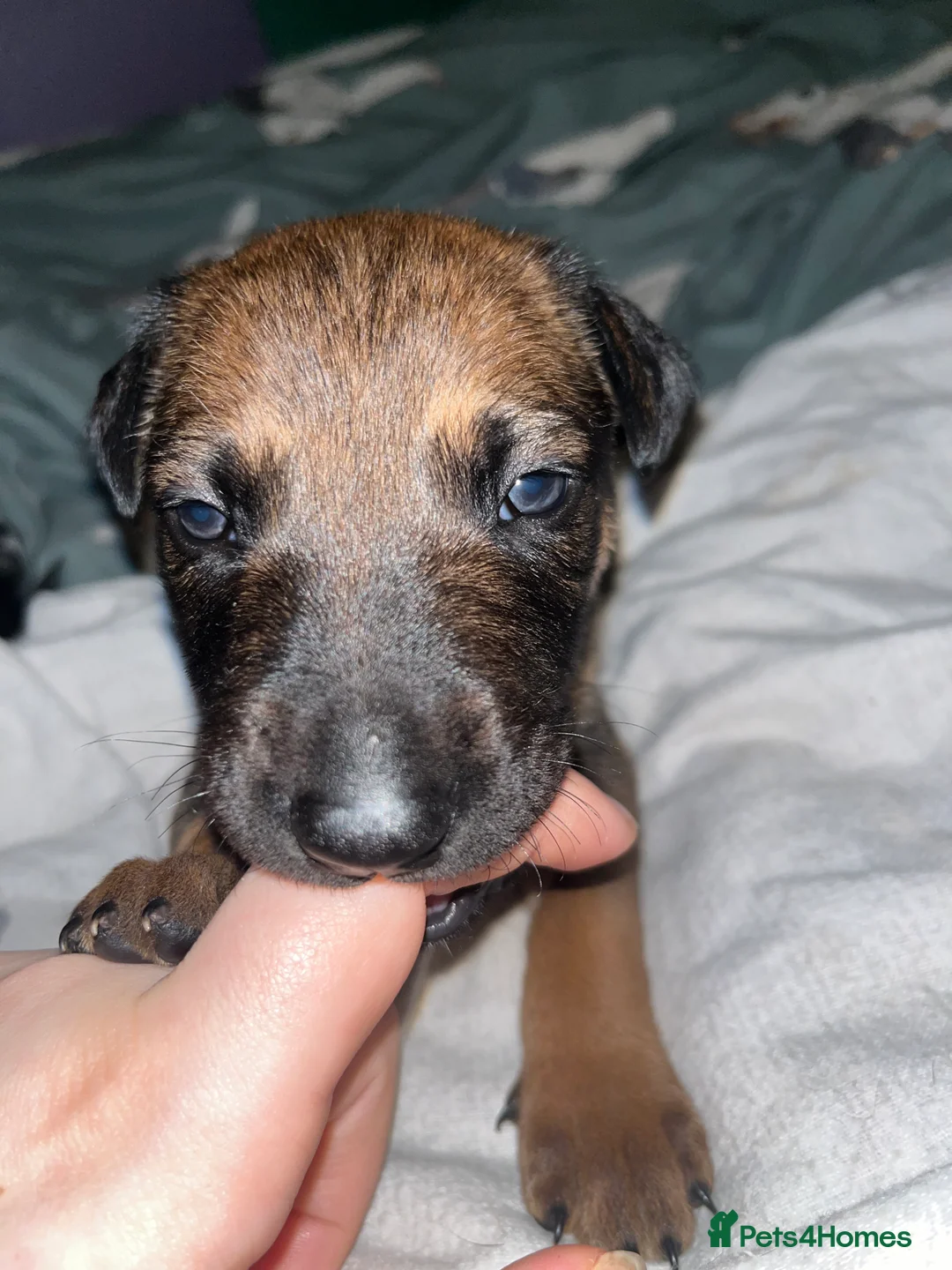 Mixed Breed dogs for sale: Doberman x Malinois x German Shepherd Puppies  - Advert 6