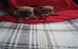 Chorkie dogs for sale: Chihuahua  Cross Yorkshire  - Image 2