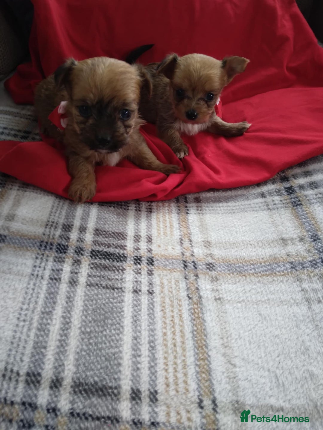 Chorkie dogs for sale: Chihuahua  Cross Yorkshire  - Image 2