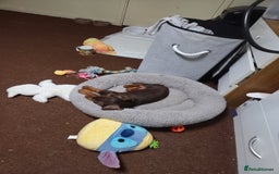 Dachshund dogs for sale:  11 week old Diva female Dachound - Image 13