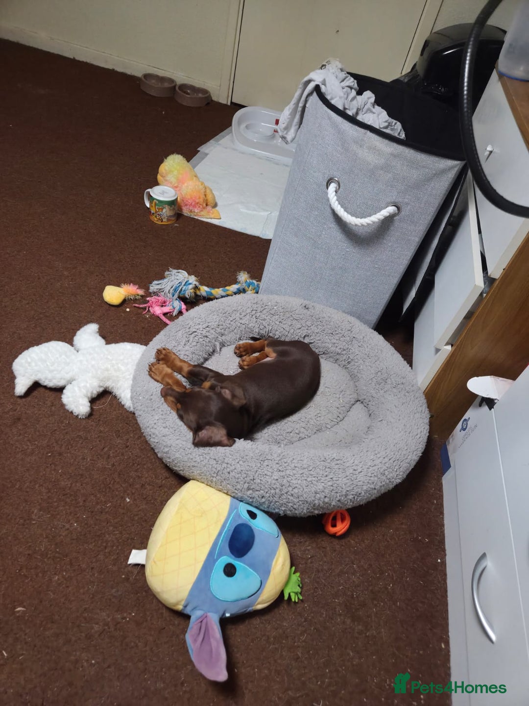 Dachshund dogs for sale:  11 week old Diva female Dachound - Image 13
