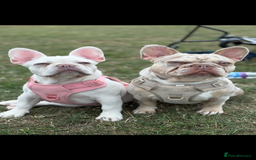 French Bulldog dogs for stud: STUD. New shade Isabella merle.  - Image 7