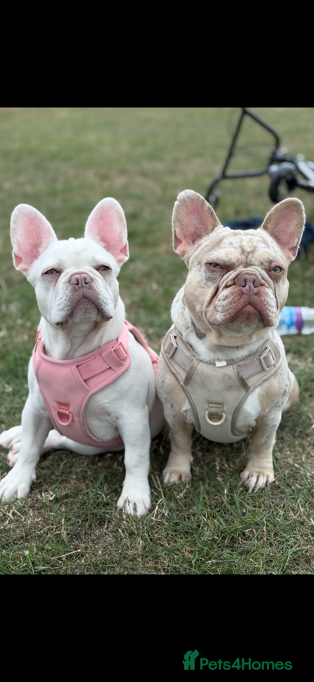 French Bulldog dogs for stud: STUD. New shade Isabella merle.  - Image 7