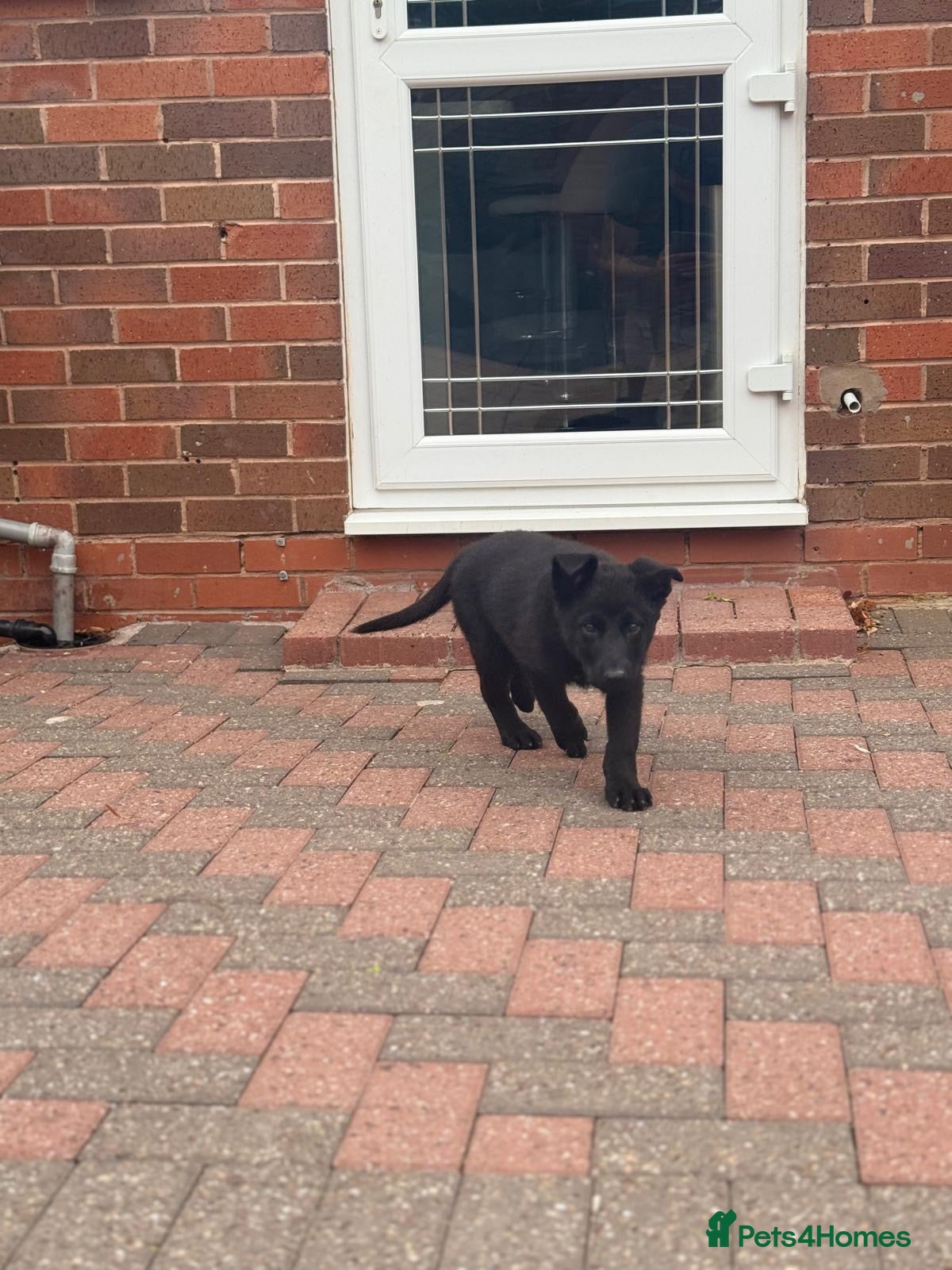 German Shepherd dogs TOP BLOODLINE BLACK GERMAN SHEPHERD PUP AVAILABLE! - Advert 3
