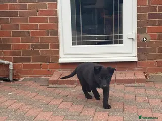 German Shepherd dogs TOP BLOODLINE BLACK GERMAN SHEPHERD PUP AVAILABLE! - Advert 3