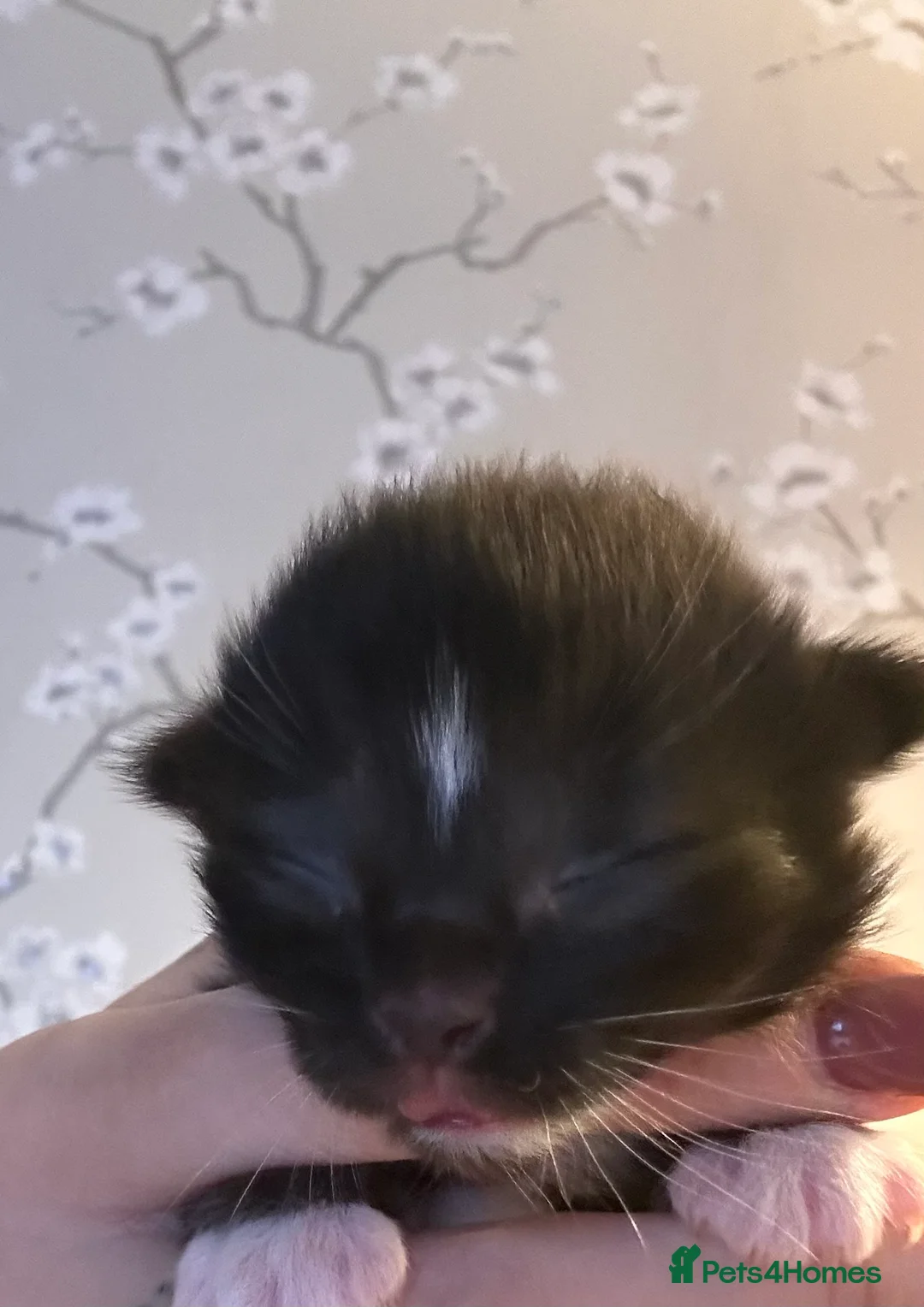 Ragcoon cats for sale: 4 stunning kittens ready for their new home  in Liverpool - Advert 2