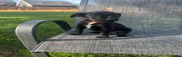 Mixed Breed dogs for sale: Border terrier x Jack Russell terrier puppies 🏡 - Advert 34
