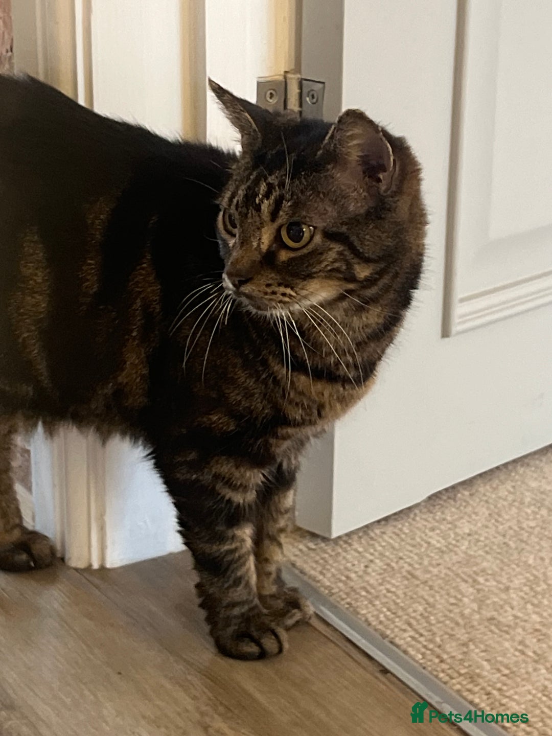 Domestic Shorthair cats for sale: Two Loving Sister Cats Need a New Home  - Image 6