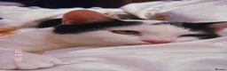 Mixed Breed cats for sale: Cute young male cat looking for a loving home - Advert 8
