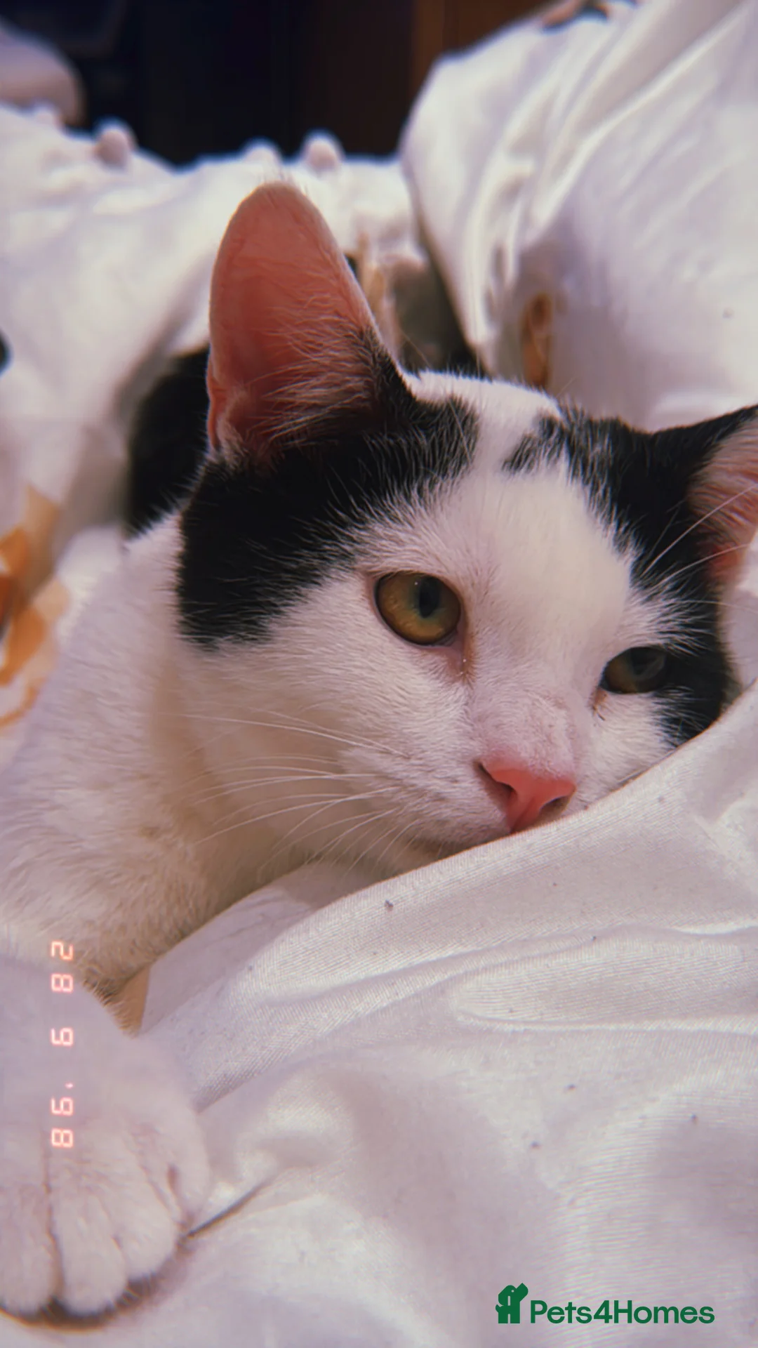 Mixed Breed cats for sale: Cute young male cat looking for a loving home - Advert 8