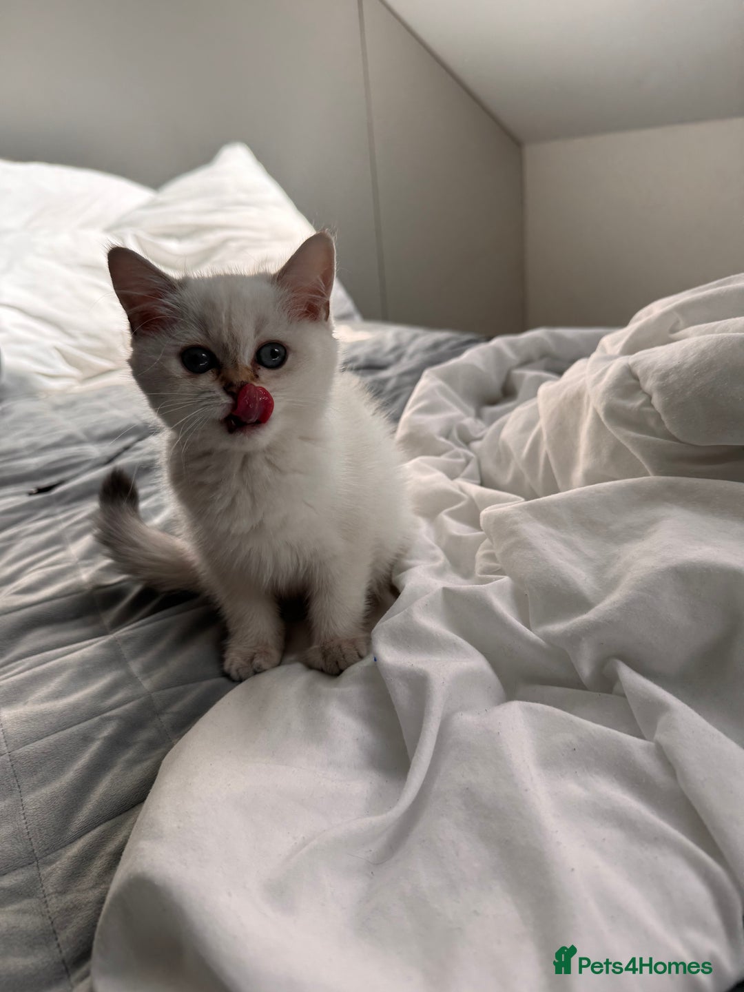 British Shorthair cats for sale: Adorable kitten for sale - Image 3