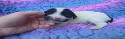 English Springer Spaniel dogs for sale: KC Homebred Health Tested Vet Social Pups 🩷 - Advert 19