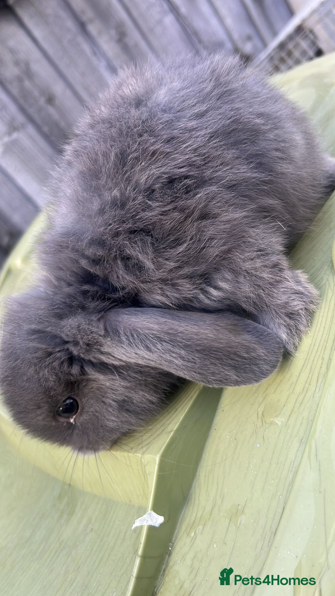 Mini Lion Lop rabbits for sale: Mini lop - Image 2